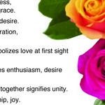 Rose Questions