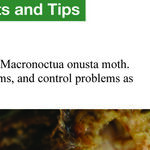Dividing Iris and Iris Borer Problem