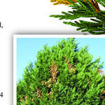 Seiridium Canker in Leyland Cypress