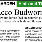 Insect Causes for Missing Flowers