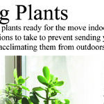 Move Houseplants in and Chipmunks Out