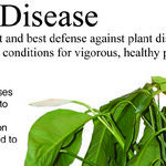 Diagnosing Plant Problems