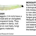Managing Fungus Gnats