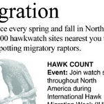Hawk Migration
