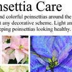 Poinsettias