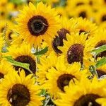 All-America Selections Flower Winners for 2022
