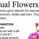 Annual Flower Bed Planting