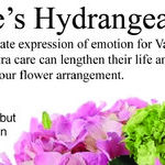 Maintaining Valentine's Day Plants