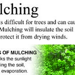 Organic Mulch is Beneficial