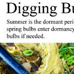 Where to Buy Plants and Moving Bulbs