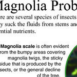 Tiny Insects That Cause Big Problems