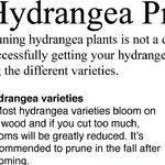 Hydrangea Pruning