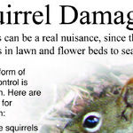 Lawn Pests and Fungus