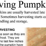Early Pumpkins