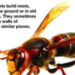Are Wasps Beneficial?