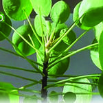 Scale Insect Problem