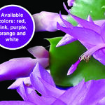 Thanksgiving Cactus