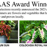 All-America Selections Flower Winners for 2023