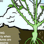 Polar Vortex and Plants