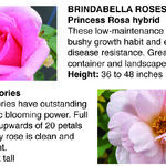 American Garden Rose Selection 2023 Winners