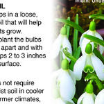 Earliest Spring Flowers