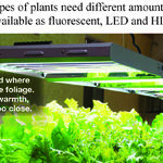 Growing Vegetables From Seeds Can Be Hard