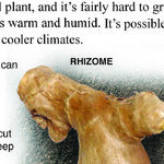 Start Early to Grow Ginger