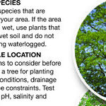 Trees For Wet-Then-Dry Soil