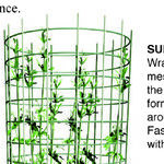 Top Fruit to Grow on a Trellis