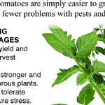 Grafted Tomatoes?