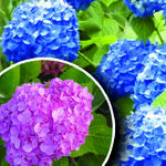 Blue Hydrangeas