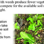 Using Straw to Prevent Weeds in the Garden