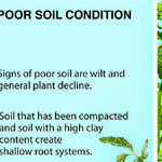 Getting to the Root of the Problem