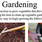 Fall Gardens and Tomato Anthracnose