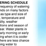 Should We Water Our Plants in a Drought?