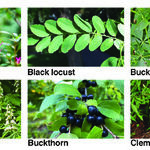 Poisonous Plants
