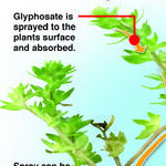 Glyphosate