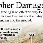 Gopher Problem