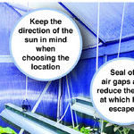 Indoor Vegetable Growing