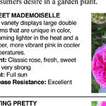 American Garden Rose Selection 2024 Winners