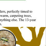 Are Cicadas Going To Be a Problem This Year?