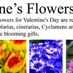 Valentine Flowers