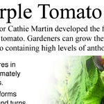 Purple Tomatoes