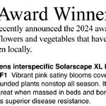 More All-America Selections Flower Winners