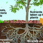 Climate Change and Trees