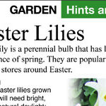 Easter Lilies
