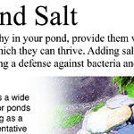 Salt in a Freshwater Pond?
