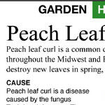 Peach Leaf Curl and Corn Block Planting