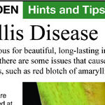 Amaryllis Red Blotch Disease
