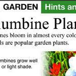Columbine Flowers